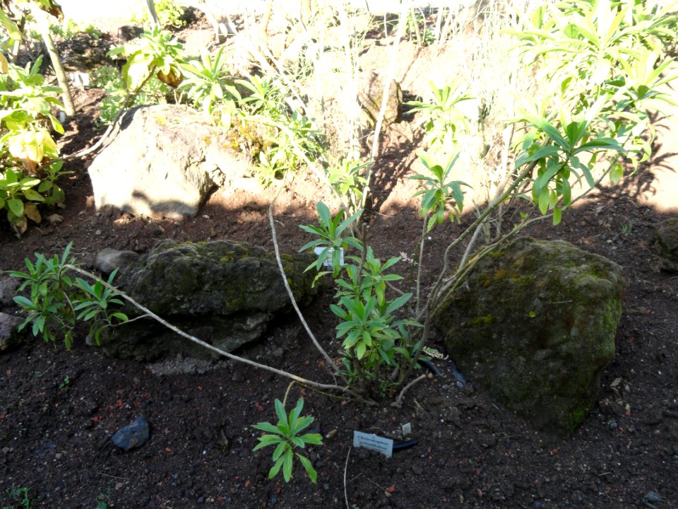 Cheirolophus arbutifolius - Botanischer Garten, Frankfurt am Main - DSC02398