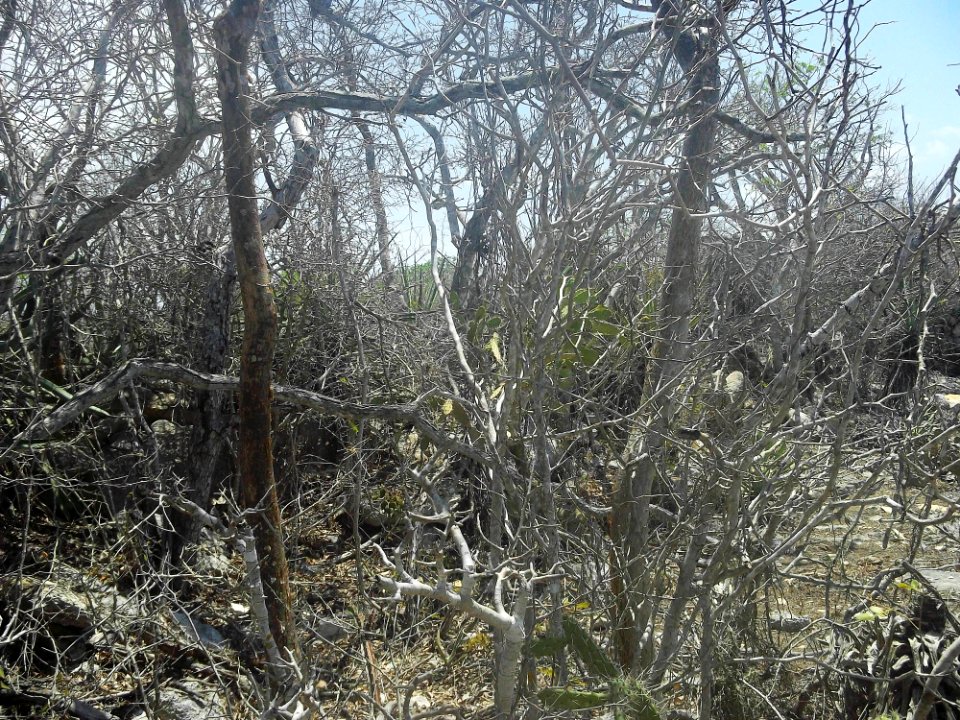 Chicxulub Puerto, Yucatán (19)