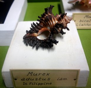 Chicoreus brunneus (Murex adustus) - Museo Civico di Storia Naturale Giacomo Doria - Genoa, Italy - DSC03254