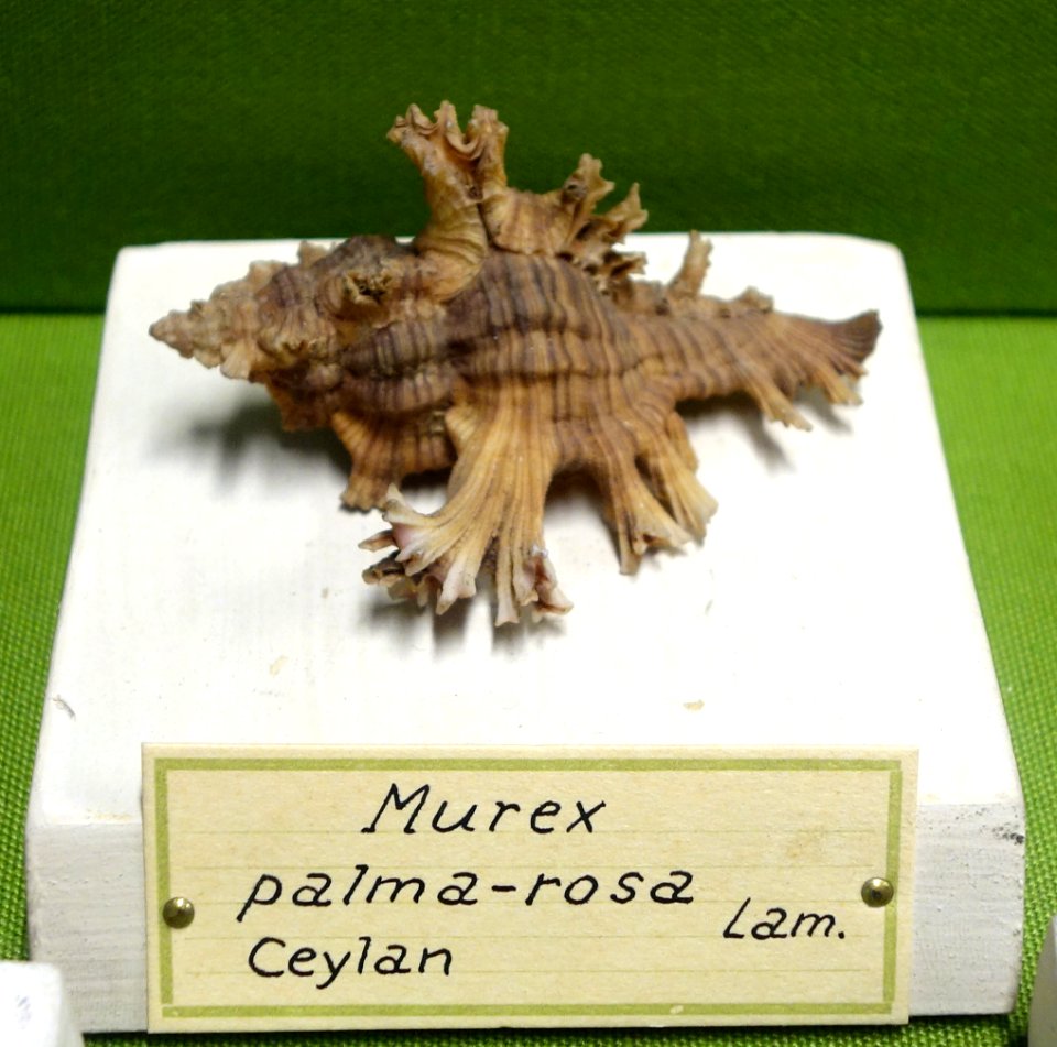 Chicoreus palmarosae (Murex palma-rosa) - Museo Civico di Storia Naturale Giacomo Doria - Genoa, Italy - DSC03249
