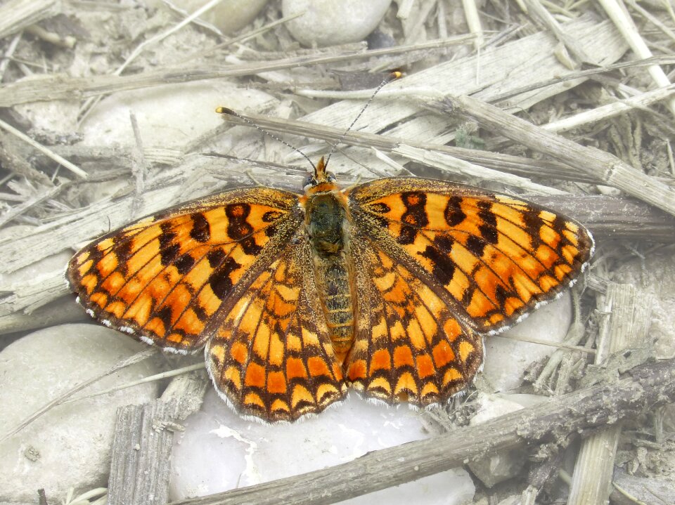 Damer of the centàurea orange butterfly detail