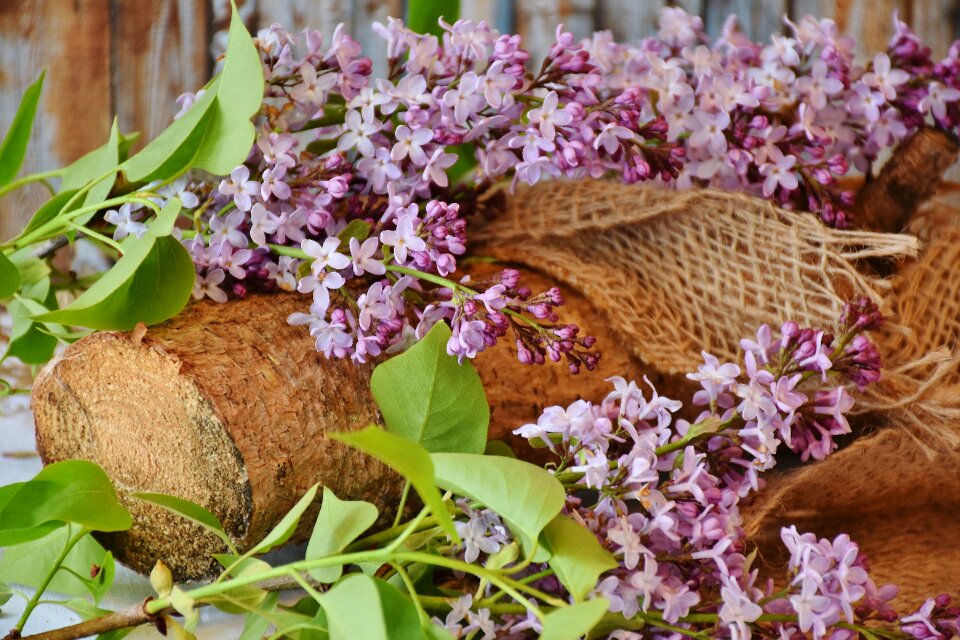 Spring decorative still life photo