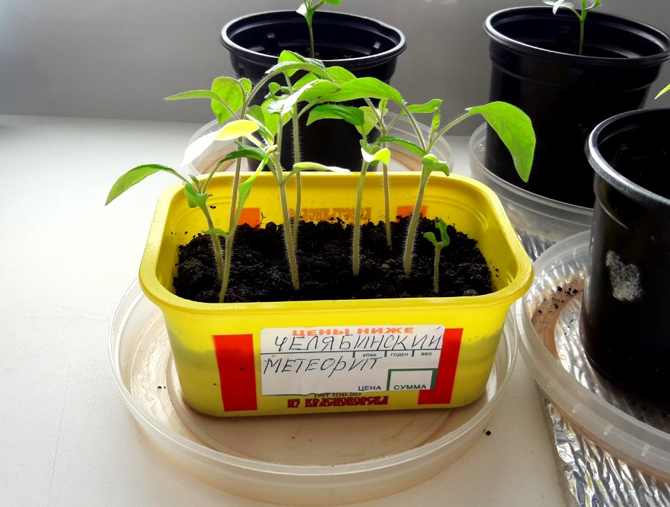 Chelyabinsk meteorite (garden tomato)