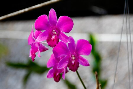 Flower plant nature