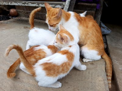 Chiang Mai kitties - 2017-07-09 (015)