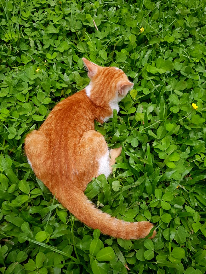 Chiang Mai kitties - 2017-07-09 (009)