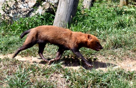 Chien des buissons Safari de Peaugres 07082017 1