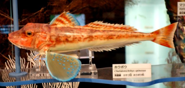 Chelidonichthys spinosus - National Museum of Nature and Science, Tokyo - DSC06873