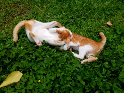 Chiang Mai kitties - 2017-07-09 (002)