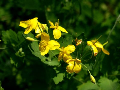 Chelidonium majus, 2015-05-09, Etna, 01