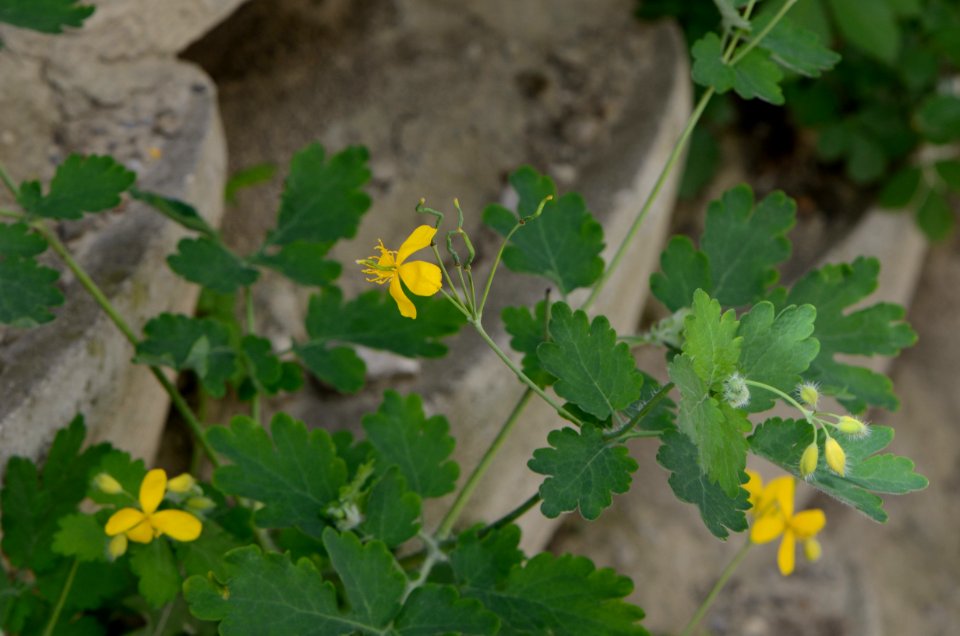 Chelidonium majus Mauer