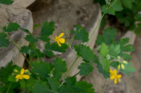 Chelidonium majus Mauer
