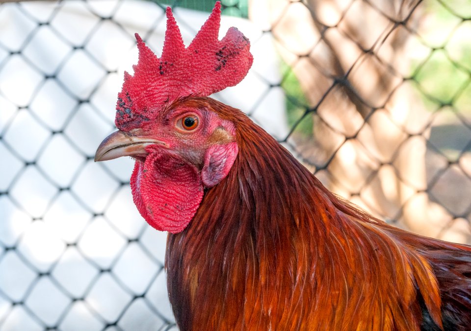 Chicken from Venezuela