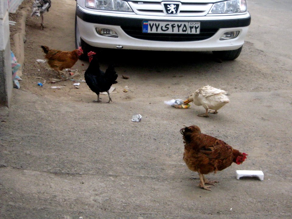 Chicken and Hen - alley - near Baghir al-Ulum mosque - Nishapur 2