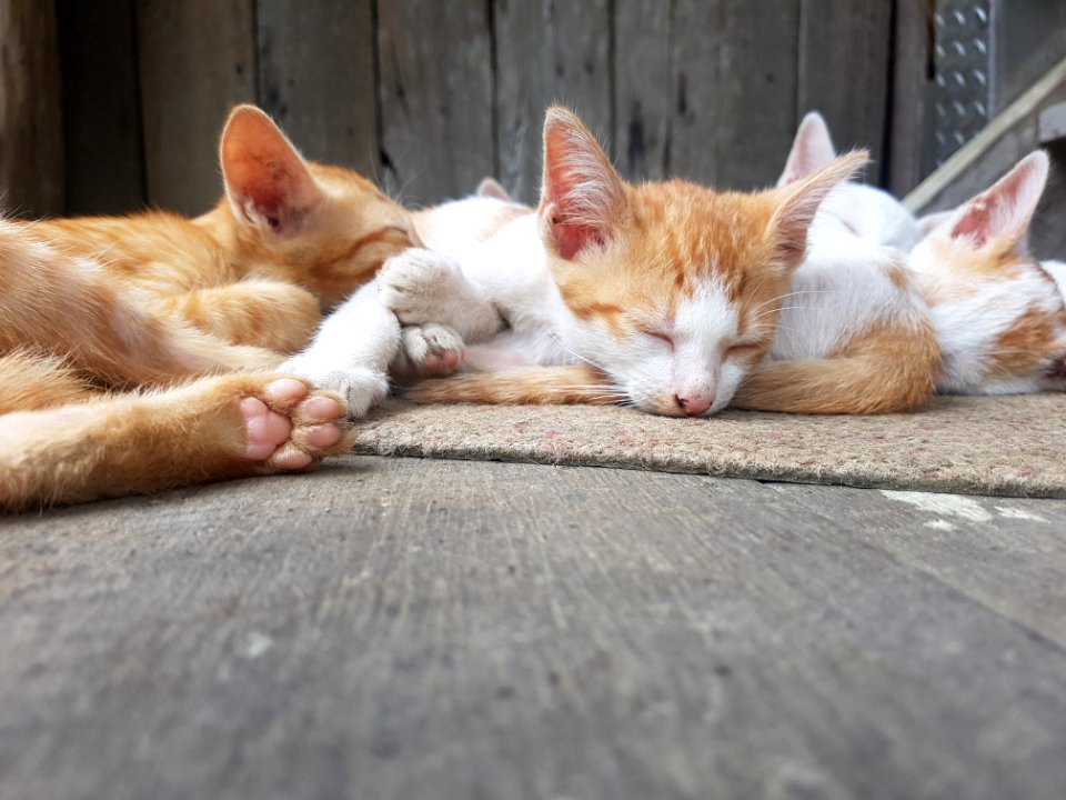 Chiang Mai kitties - 2017-07-09 (012)