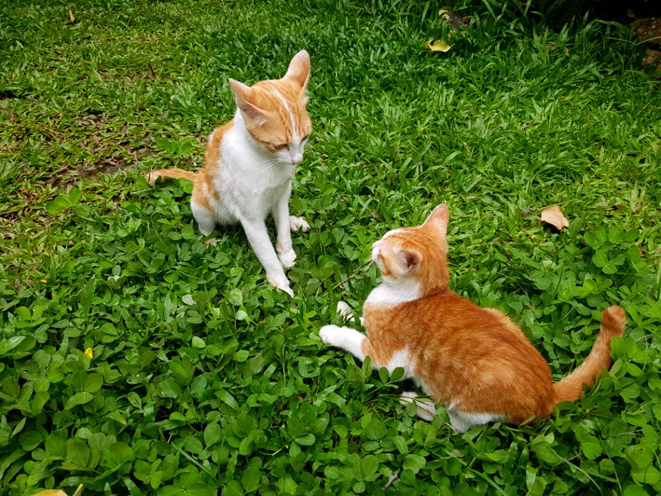 Chiang Mai kitties - 2017-07-09 (004)
