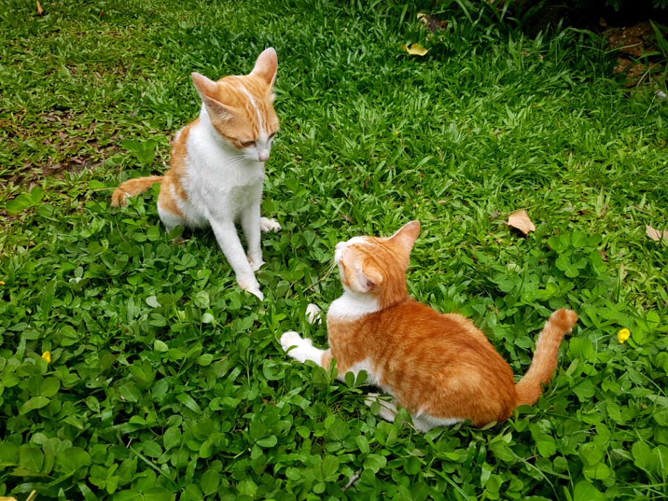 Chiang Mai kitties - 2017-07-09 (003)