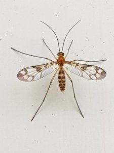 Chiasmoneura fenestrata 38280801