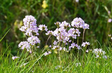 Grass meadow umbel photo