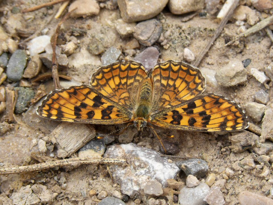 Damer of the centàurea orange butterfly detail