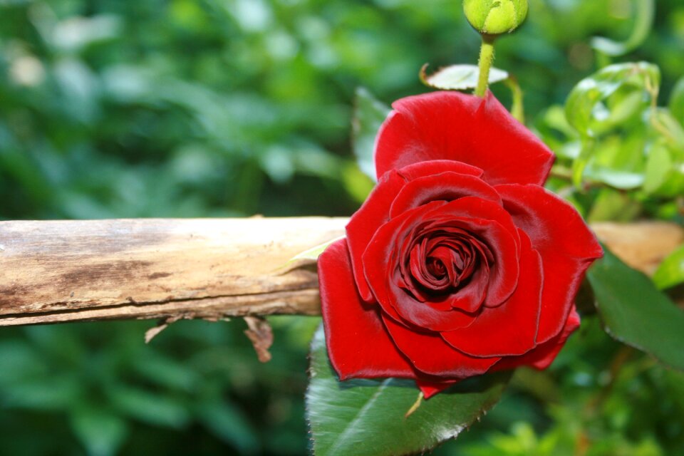 Blossom bloom love