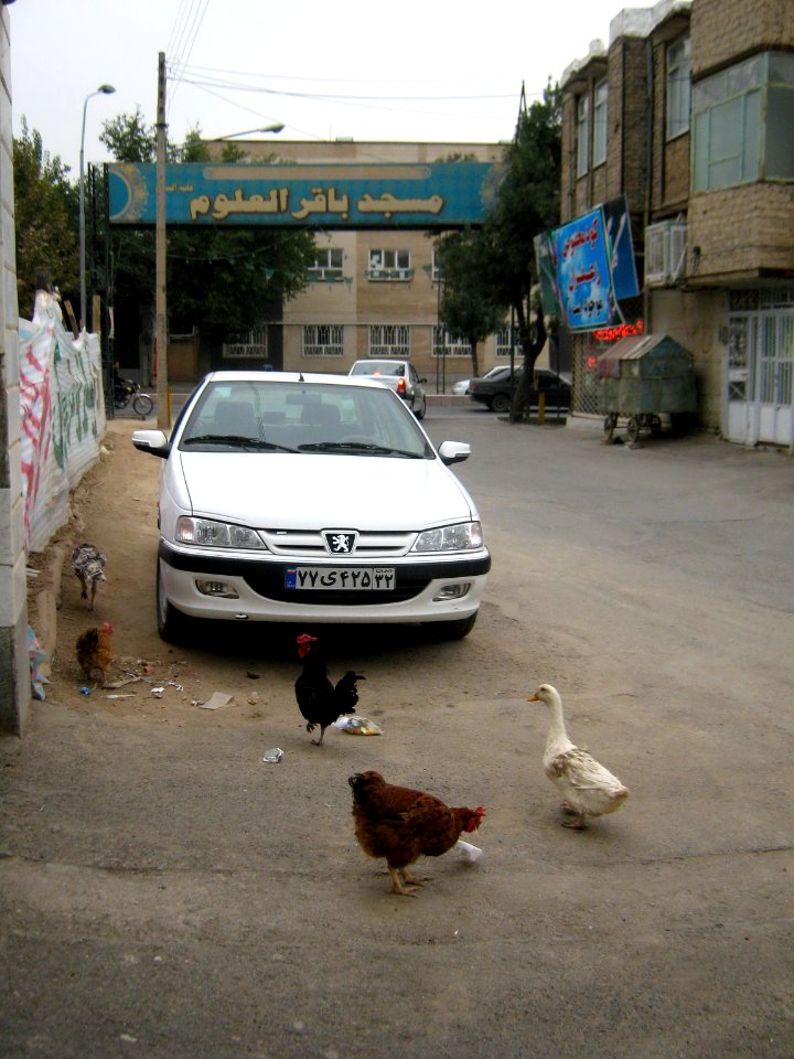 Chicken and Hen - alley - near Baghir al-Ulum mosque - Nishapur 5