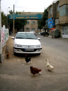 Chicken and Hen - alley - near Baghir al-Ulum mosque - Nishapur 5