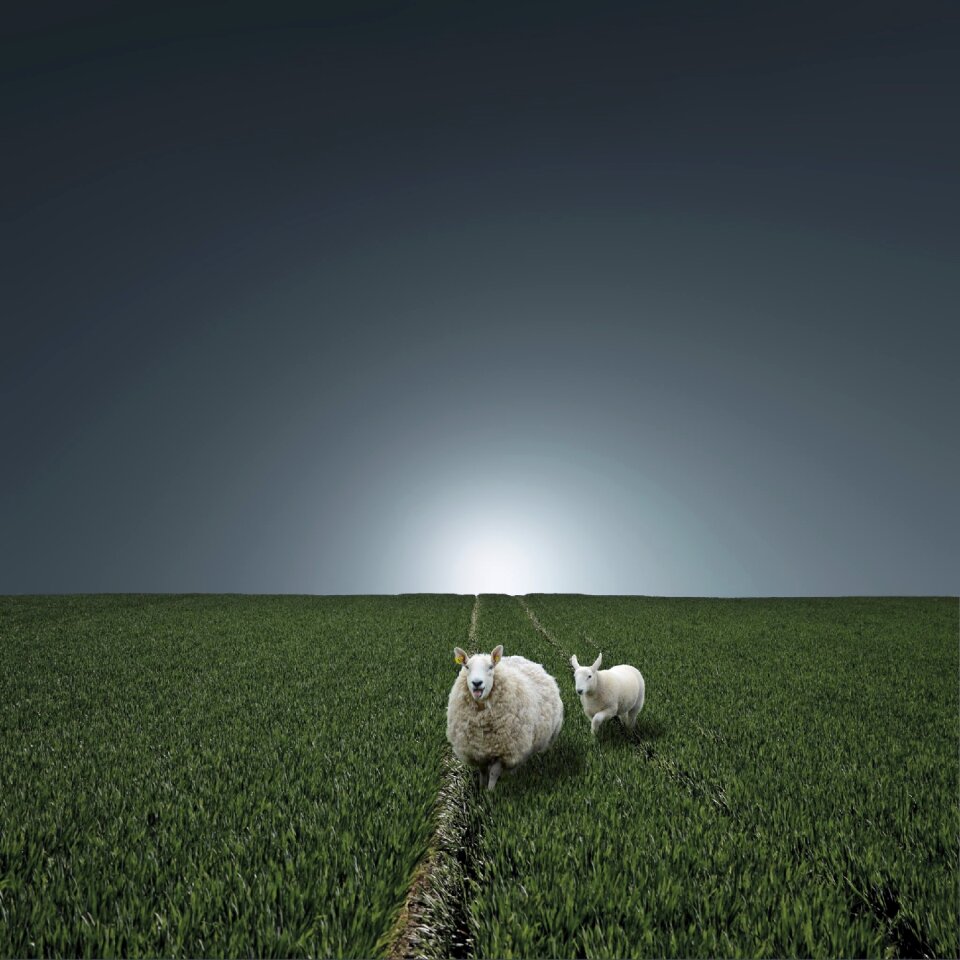 Paradise pasture sheep