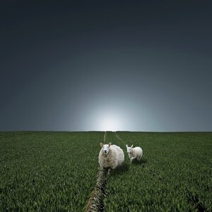 Paradise pasture sheep