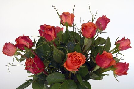 Red orange green