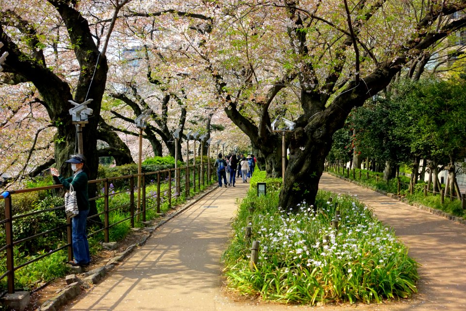 Chidorigafuchi Green Way - Tokyo, Japan - DSC06038