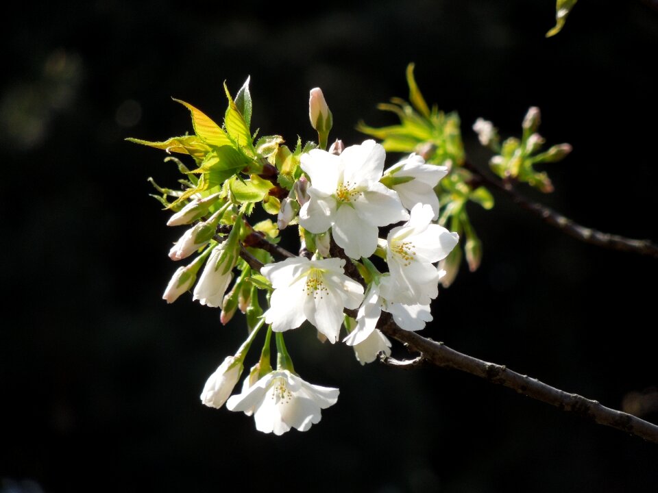 Spring plant japan