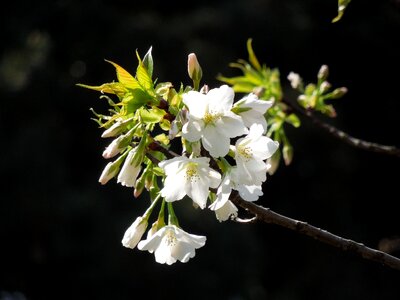 Spring plant japan