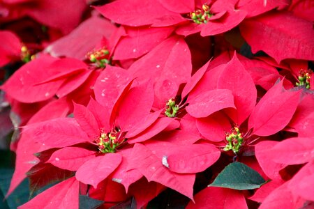 Bloom flower plant