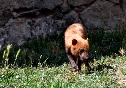 Chien des buissons Safari de Peaugres 07082017 3