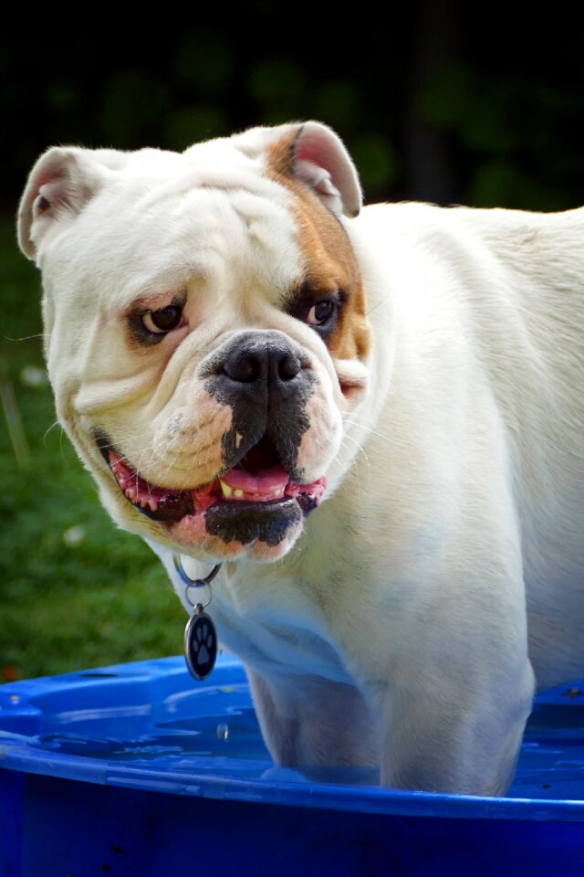 English bulldog portrait summer