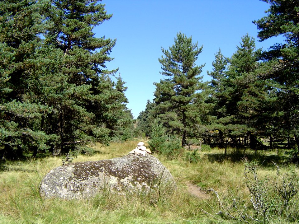 Cheylard-l'Évêque (Lozère, Fr) la Forêt de Mercoire