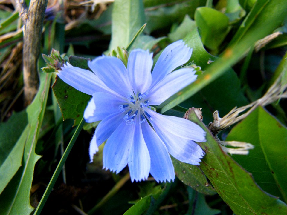 Chicory flower head