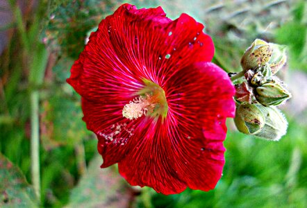 Plant bloom alcea rosea photo