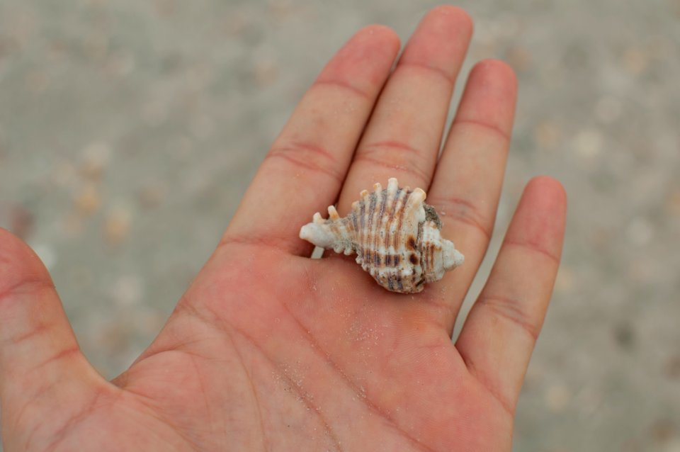 Chicoreus sp. of Margarita Island