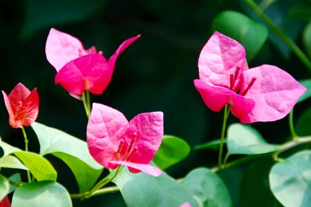 Flower plant nature