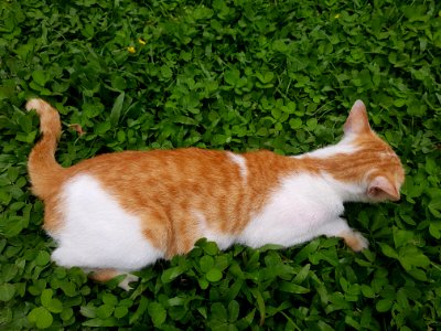 Chiang Mai kitties - 2017-07-09 (006)