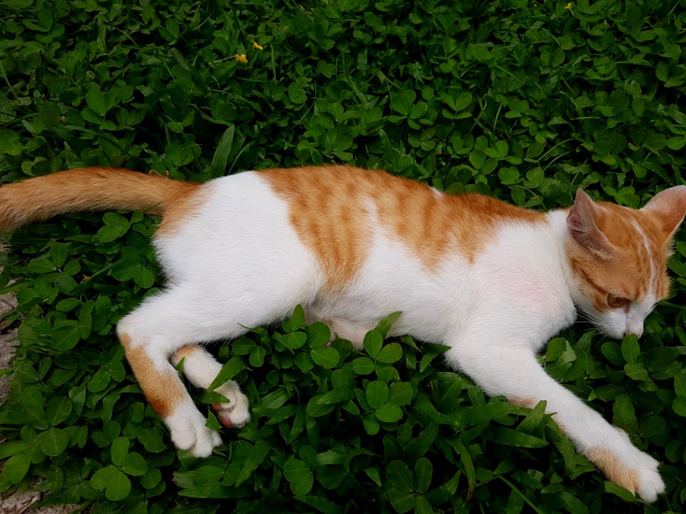 Chiang Mai kitties - 2017-07-09 (005)