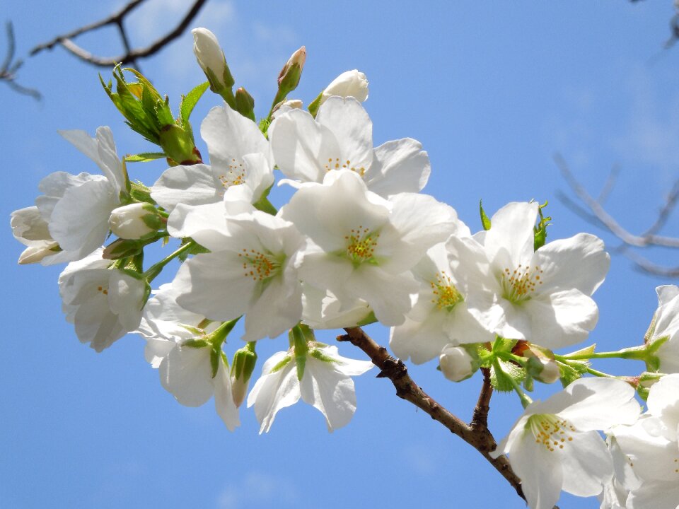Spring plant japan