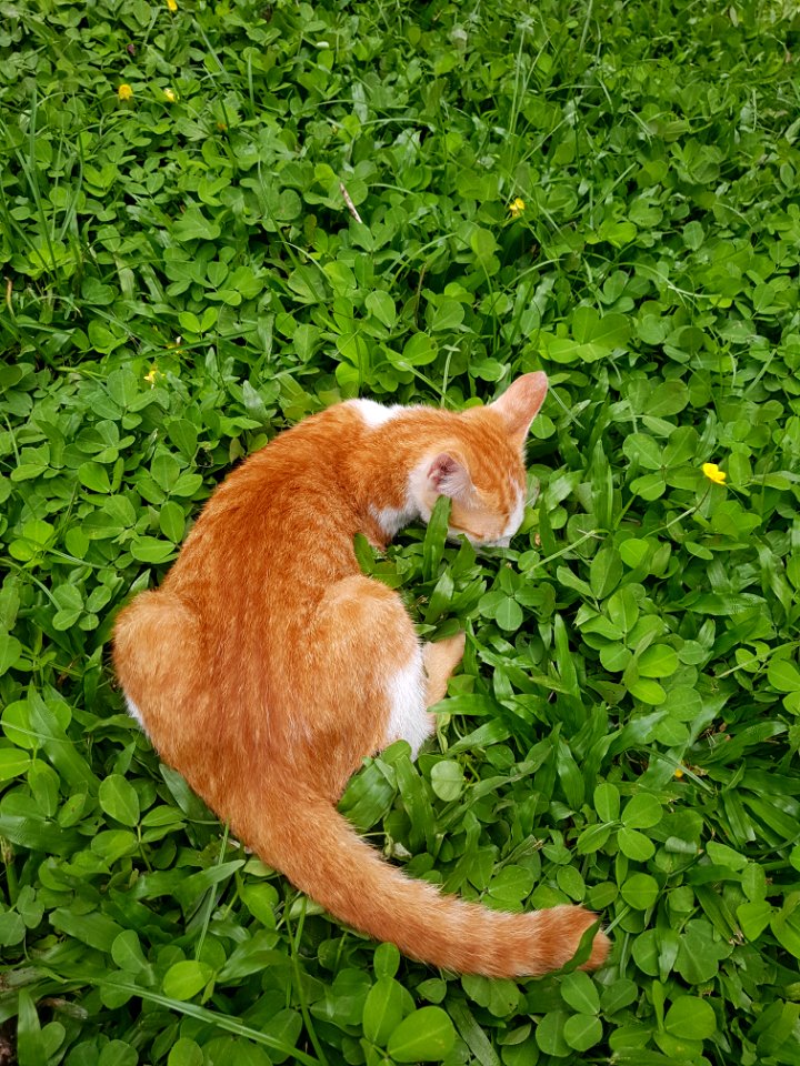 Chiang Mai kitties - 2017-07-09 (007)