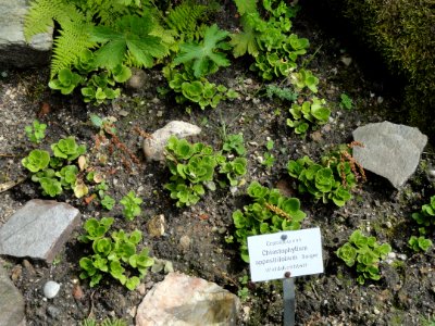 Chiastophyllum oppositifolium - Botanischer Garten, Frankfurt am Main - DSC02628