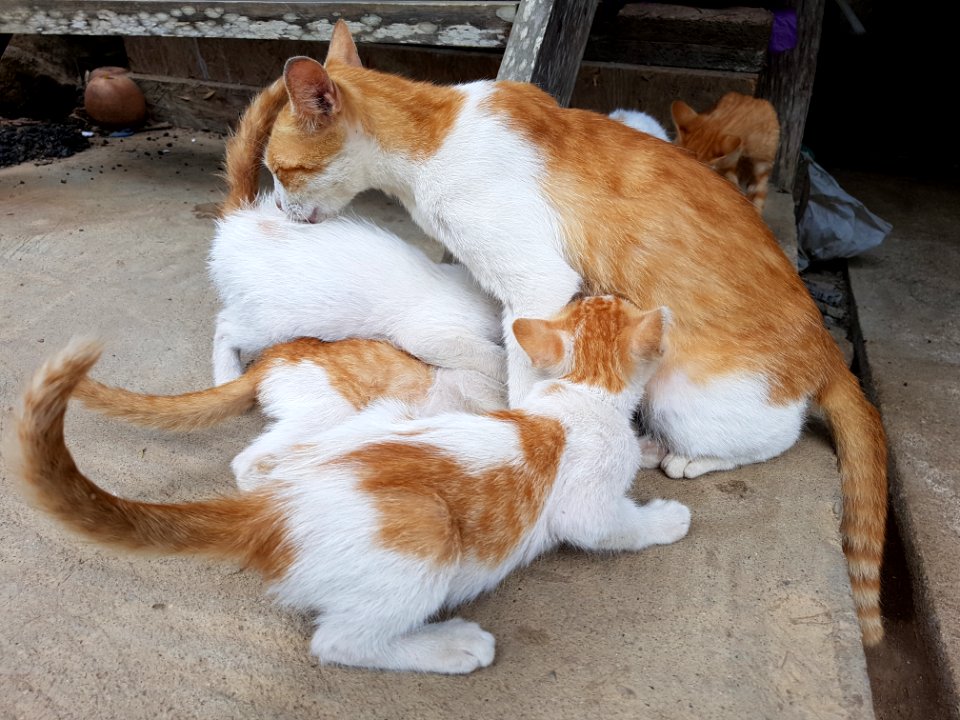 Chiang Mai kitties - 2017-07-09 (014)