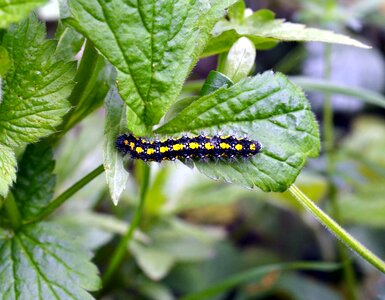 Nature animal close up photo