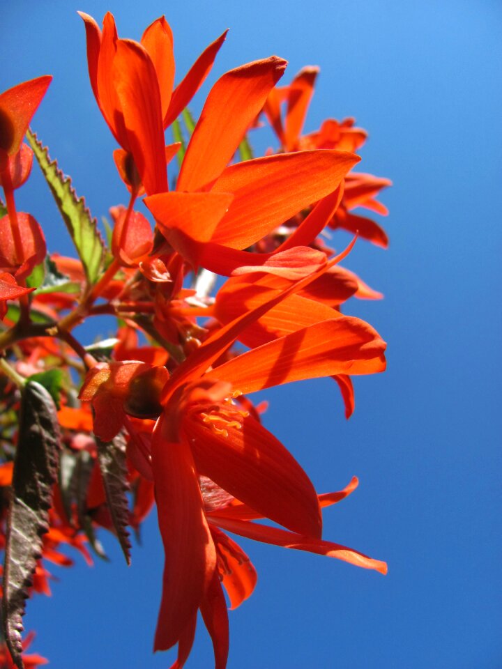 Ornamental plant bright flowers