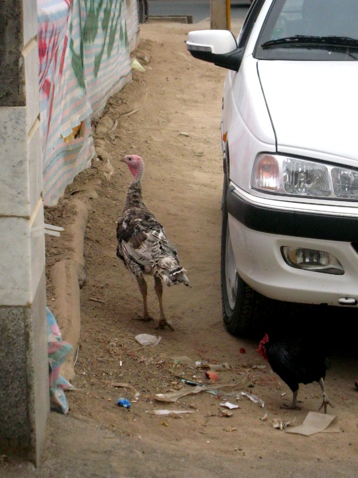 Chicken and Hen - alley - near Baghir al-Ulum mosque - Nishapur 4